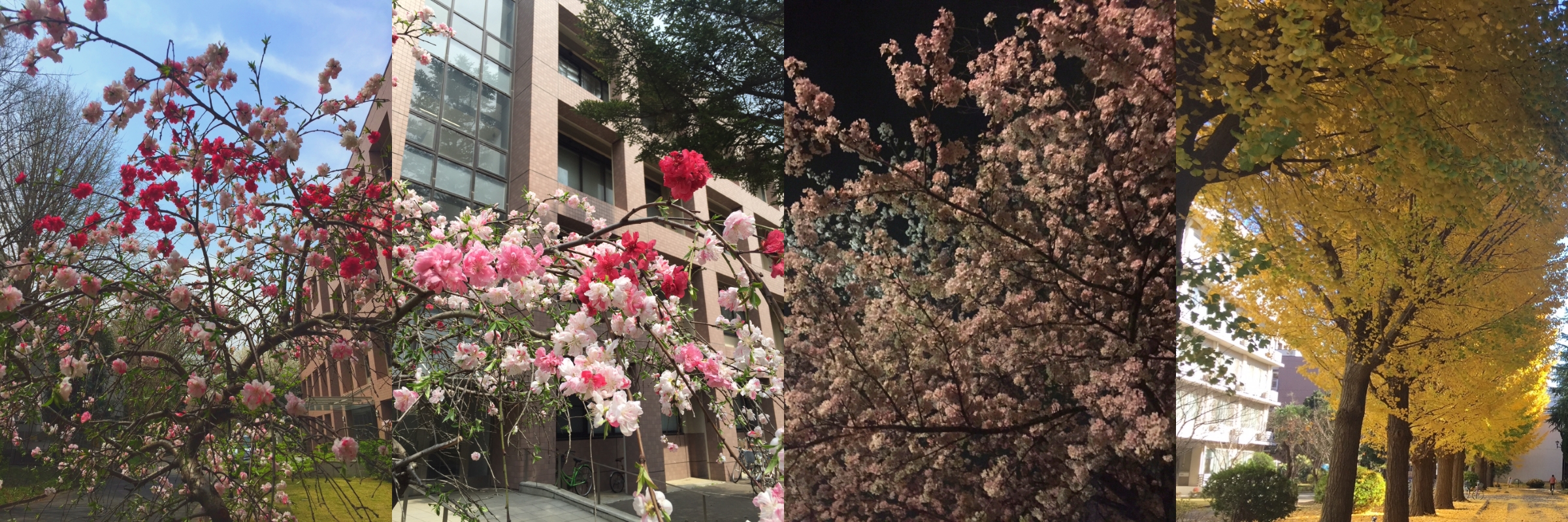 千葉大の四季の風景